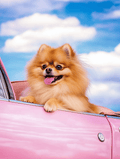Custom design - Huisdierportret - Pawesome Prints